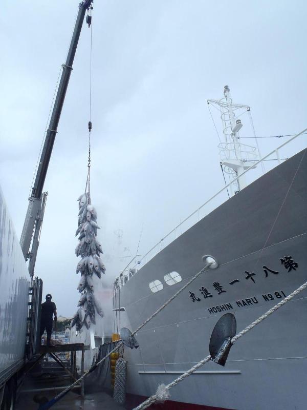 第八十一豊進丸の船と水揚げされたたくさんの魚が並んで写っている写真