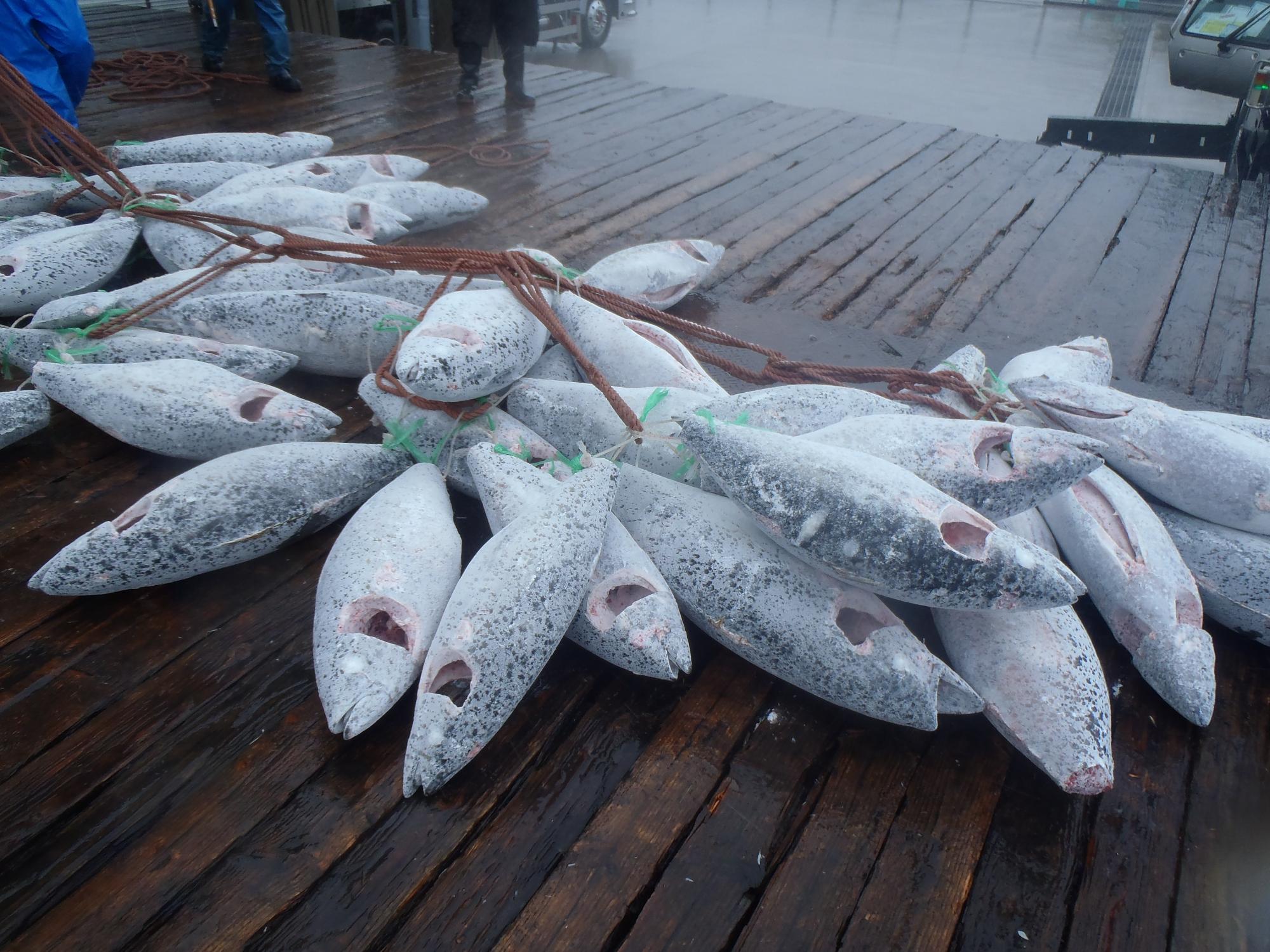 木の足場に冷凍マグロがたくさん置かれている写真