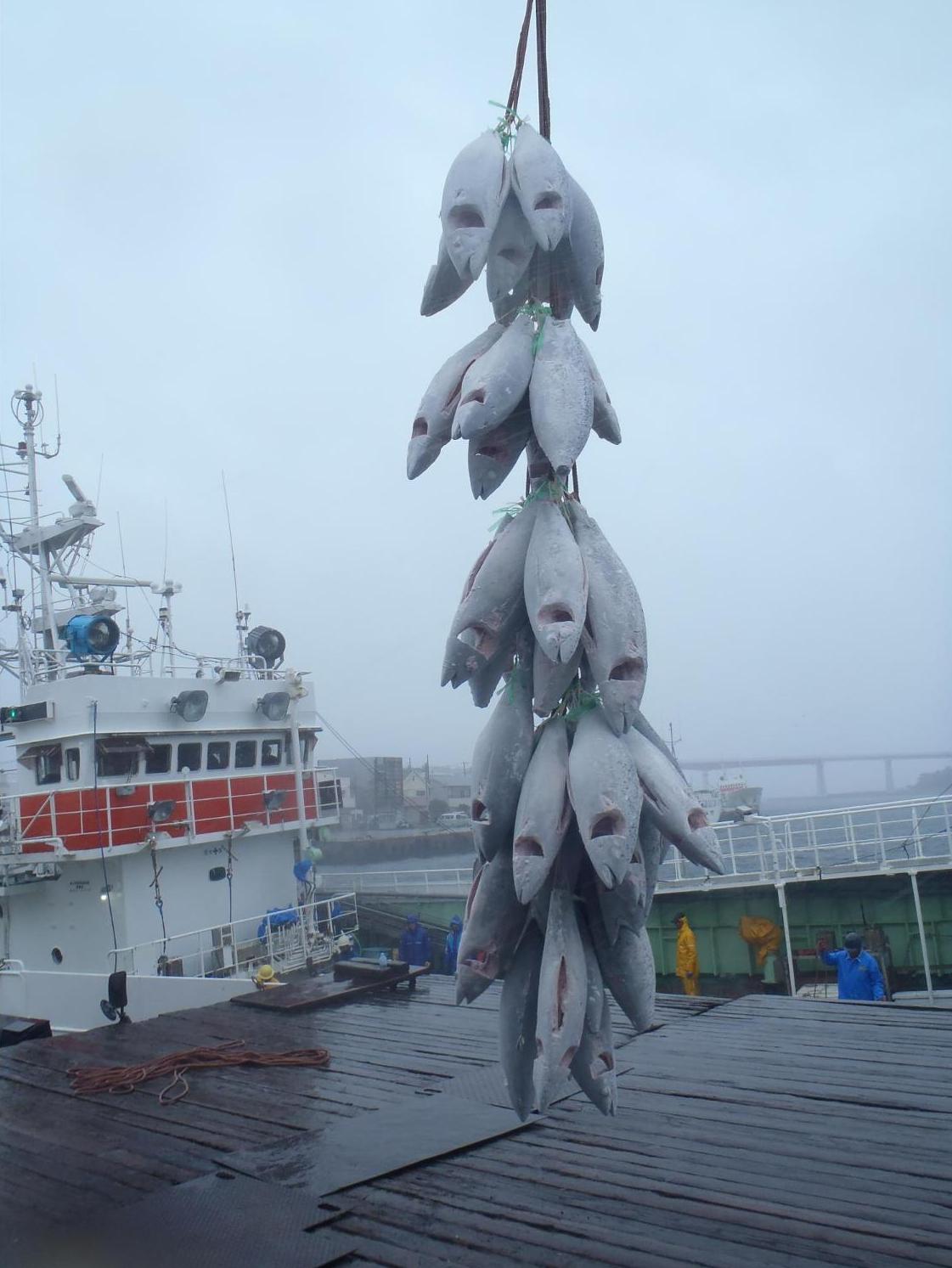 水揚げされたたくさんの冷凍マグロがクレーンで吊るされている写真