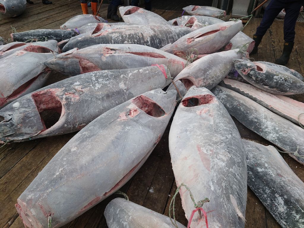 木の足場に冷凍マグロがたくさん置かれている写真