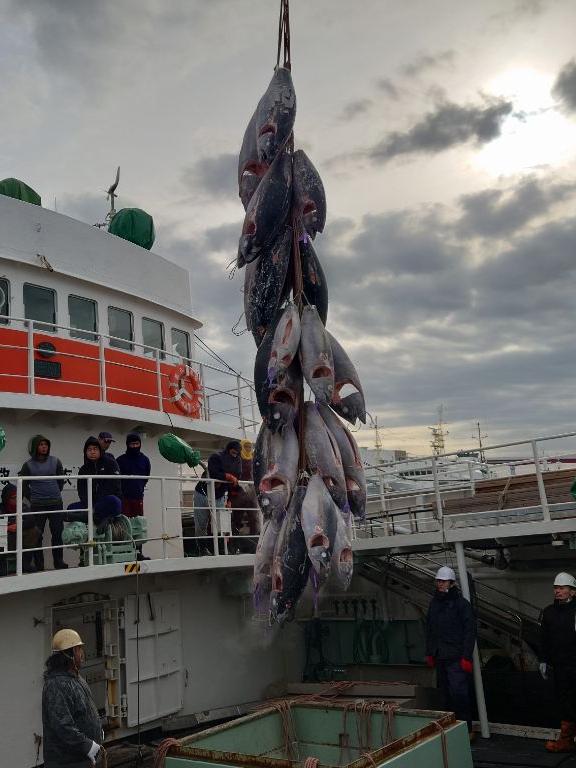 第八東栄丸の船と水揚げされたたくさんの魚が並んで写っている写真