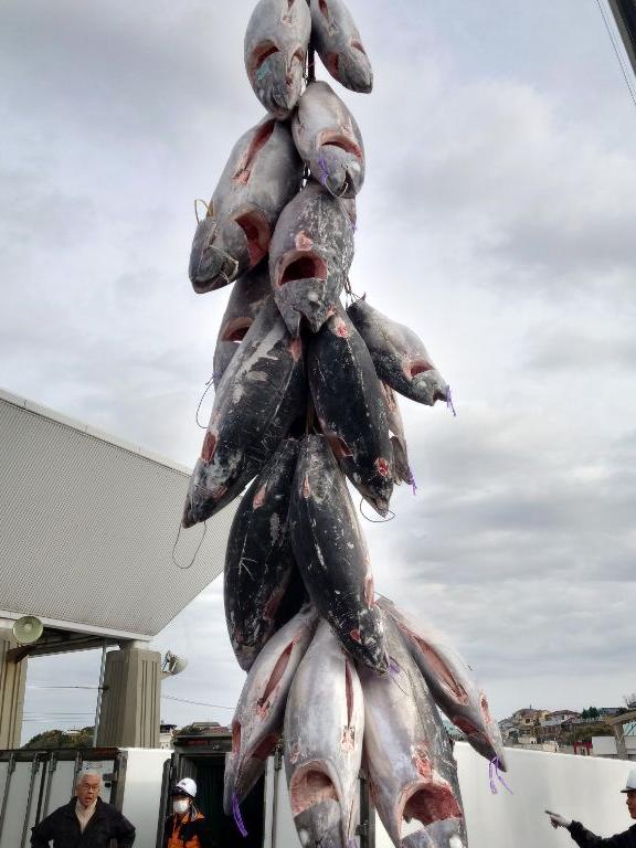 水揚げされたたくさんの冷凍マグロがクレーンで吊るされている写真