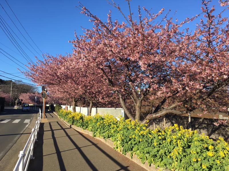 歩道のそばで黄色い花と桜が咲いている写真