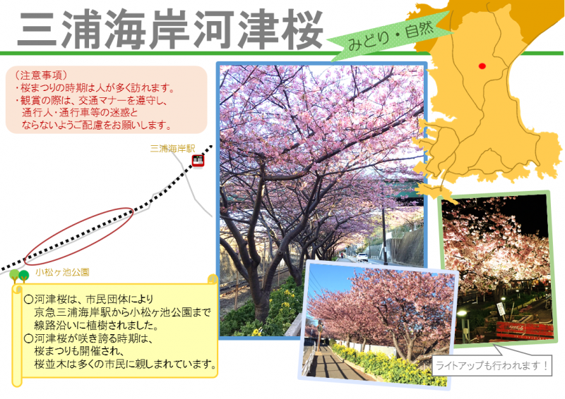 三浦海岸河津桜のチラシ