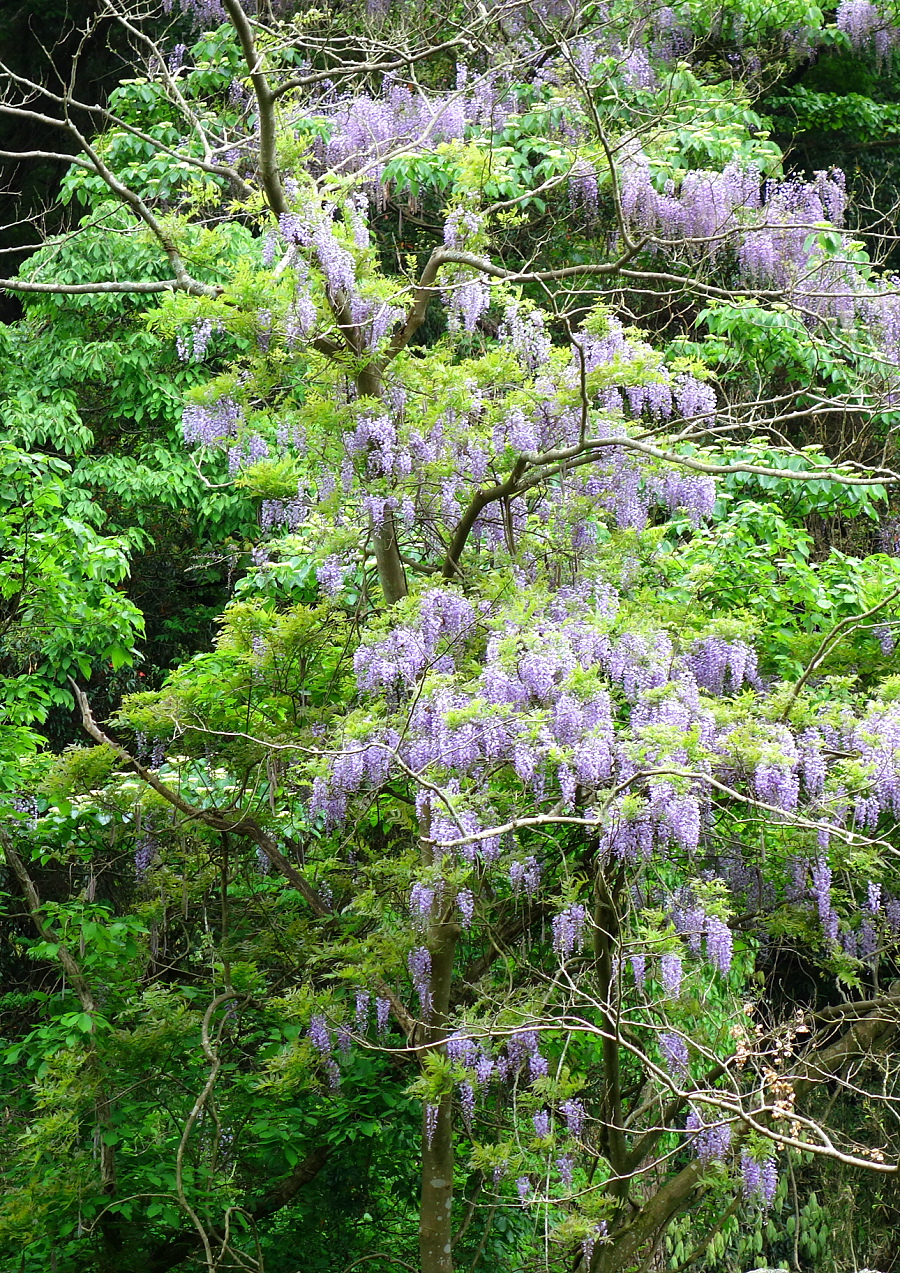 フジの花