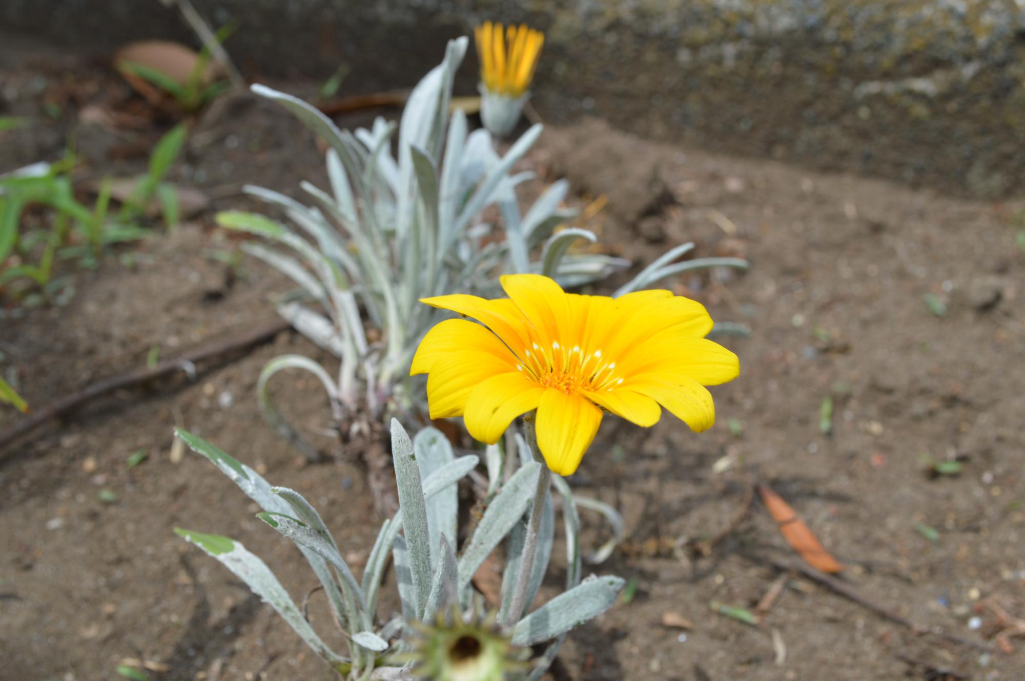 黄色い花の写真