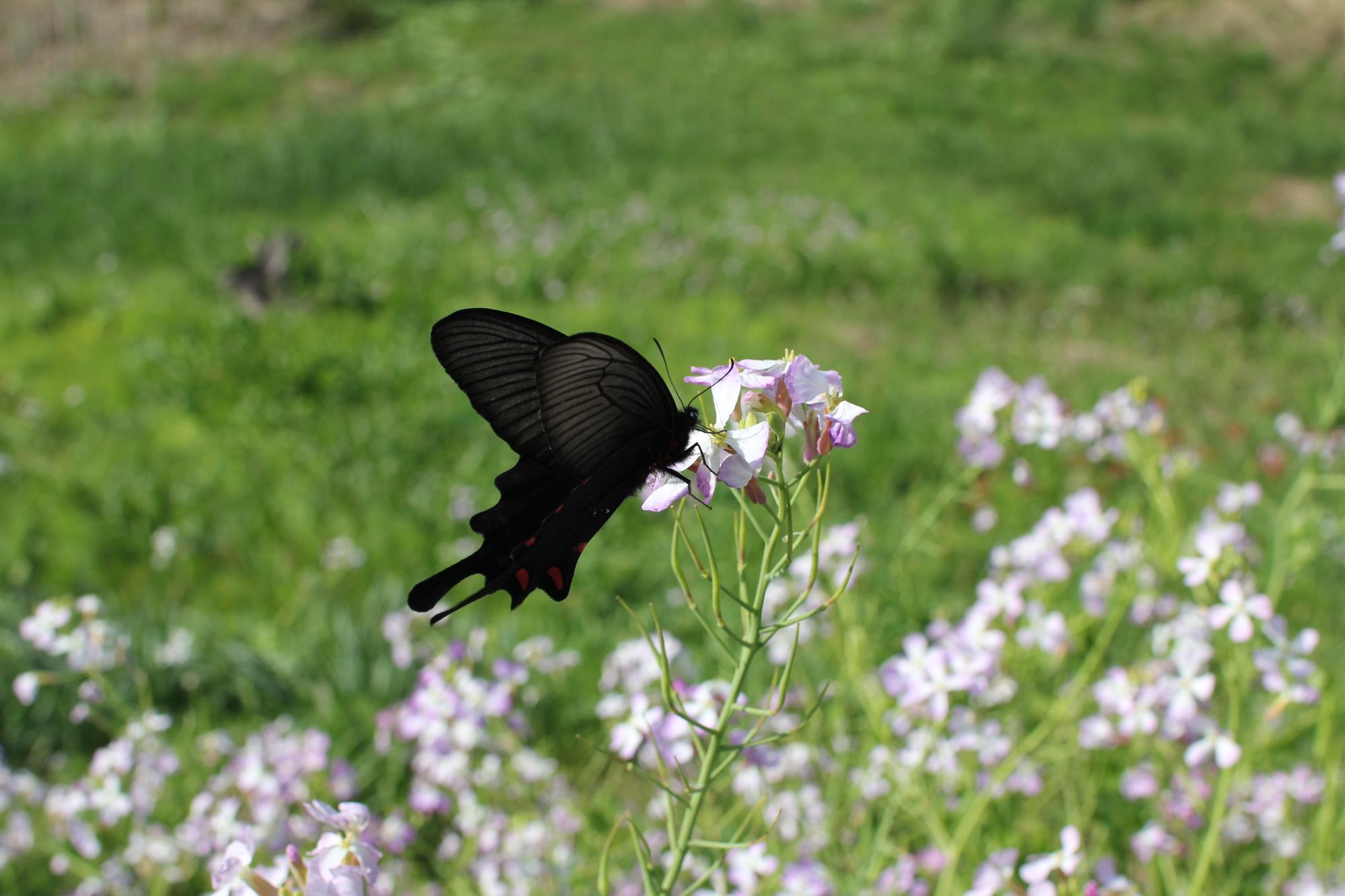 ハマダイコンの花の蜜を吸うモンキアゲハ