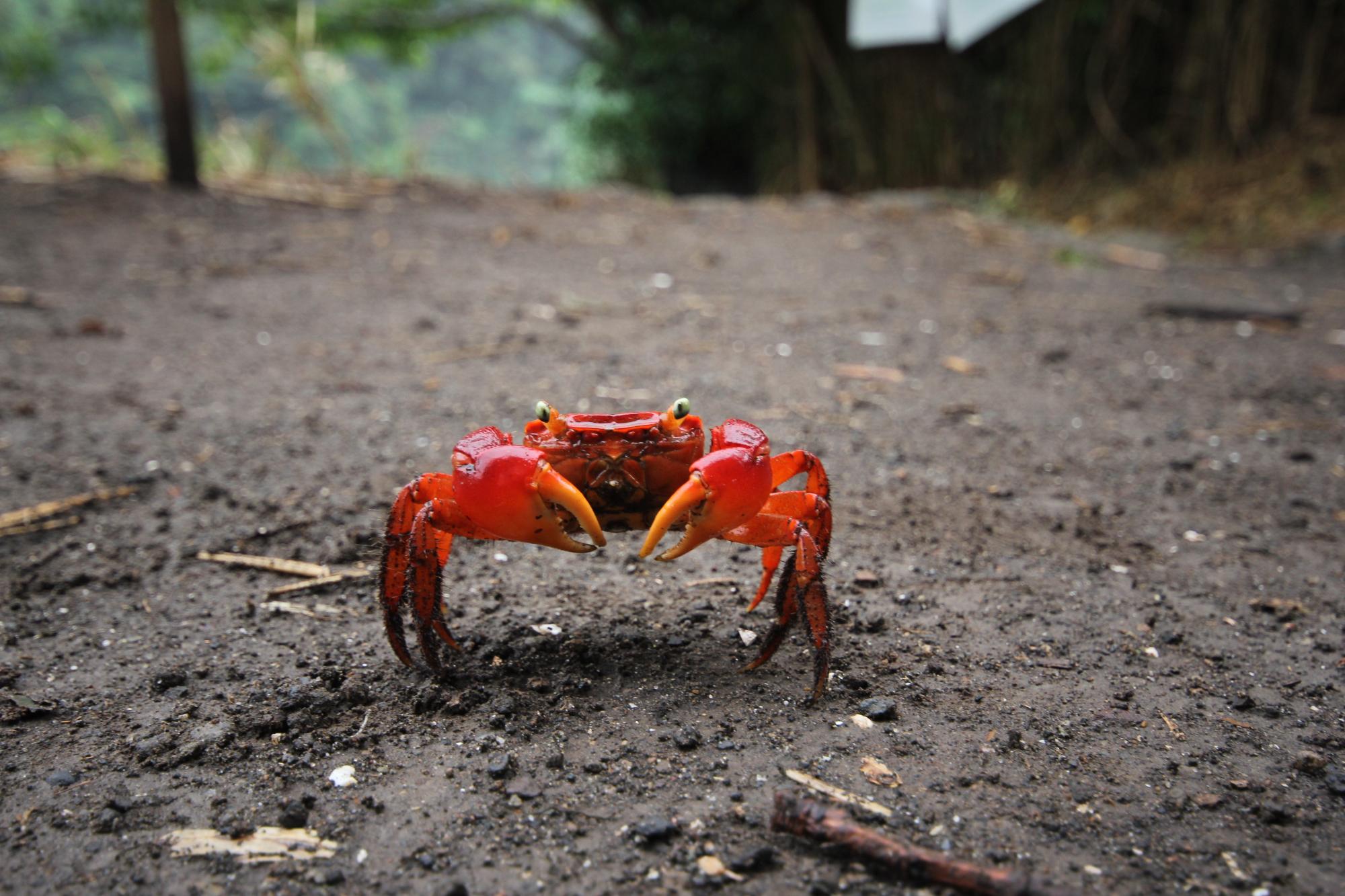 アカテガニ