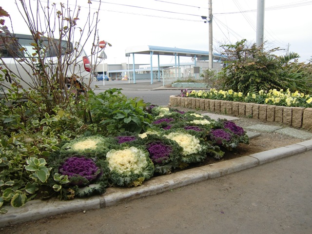 歩道そばの花壇に紫色や白色の葉ボタンなどが植えられている写真