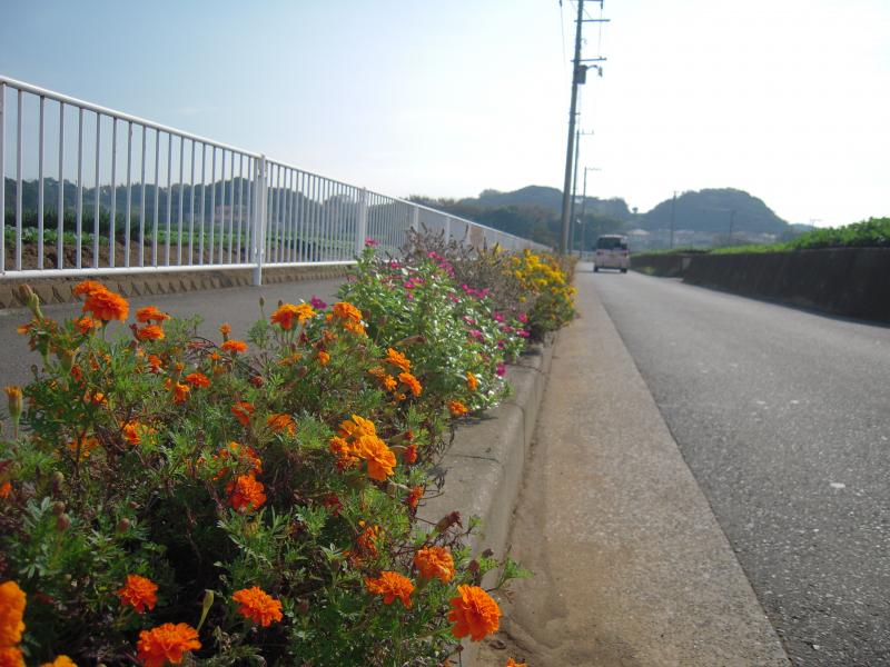 歩道の柵のそばでオレンジ色、白色、紫色、黄色の花が並んで咲いている写真