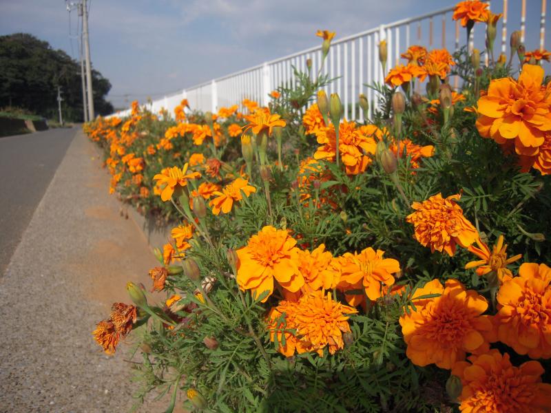 歩道の柵のそばでオレンジの花が咲き誇っている写真