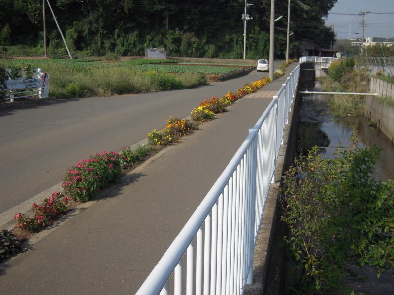柵を挟んだ川のそばにある歩道と道路の間で花が咲いている写真