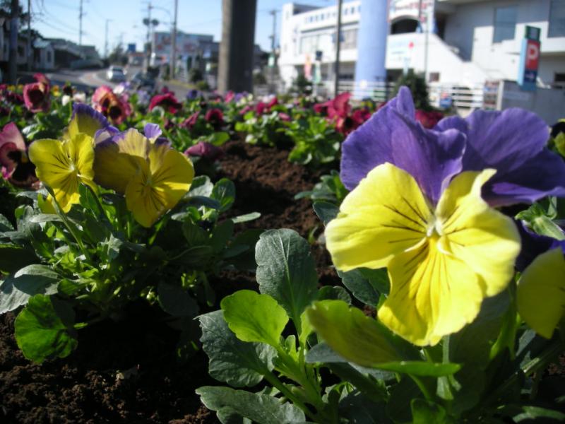 黄色や紫色、赤色で丸い形をした花が並んで植えられている写真