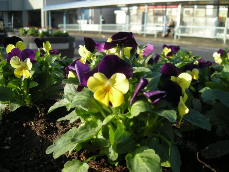 道路そばの花壇で黄色や紫色のパンジーが咲いている写真