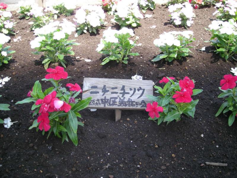 花壇で赤色の花を咲かせたニチニチソウの写真