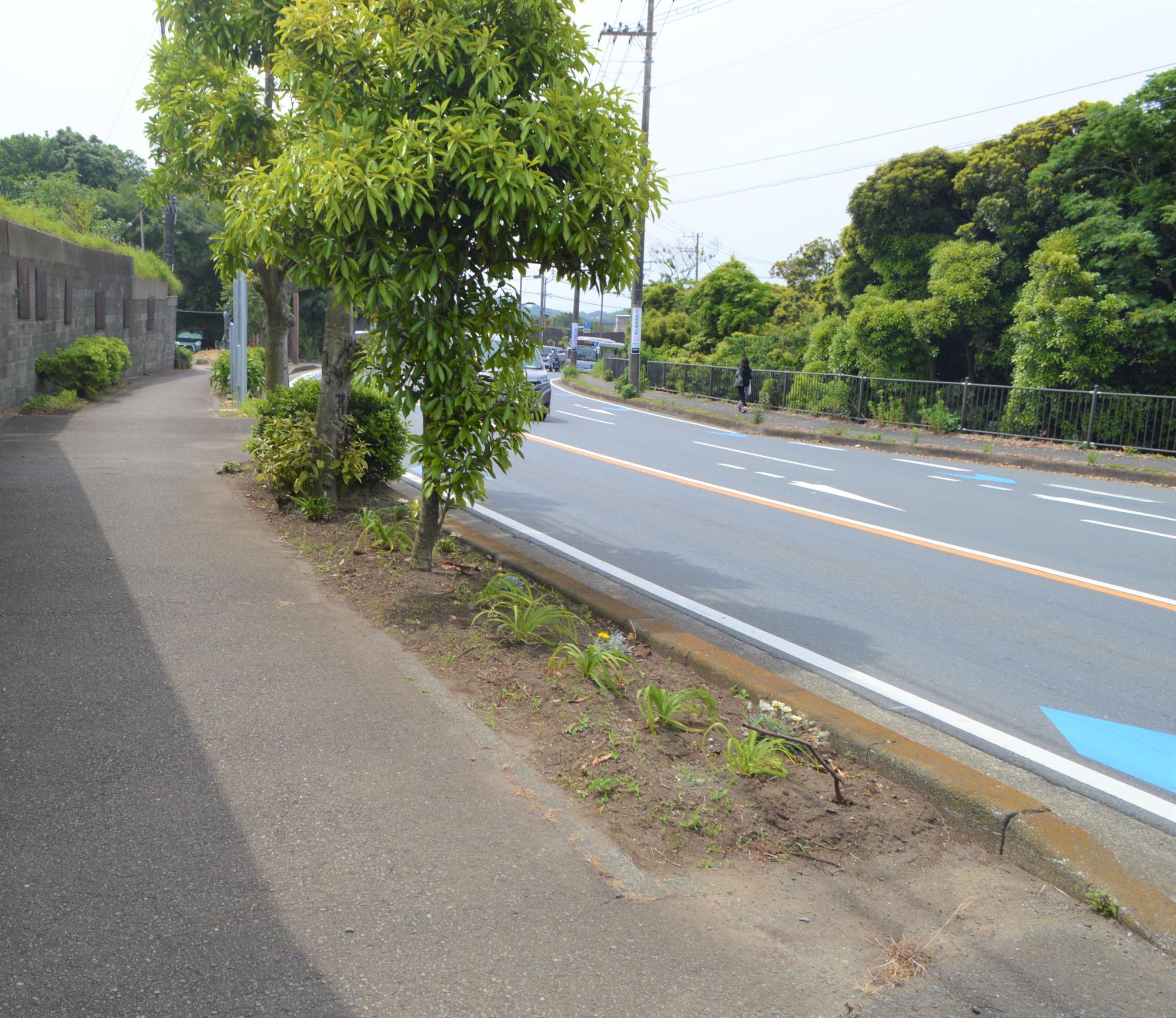 引橋フラワーロードの写真