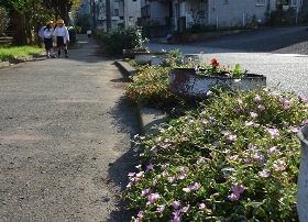 薄紫色の花が咲いた花壇そばの歩道で児童が歩いている写真