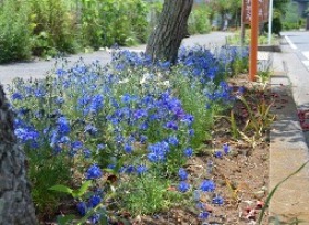 歩道のそばにある花壇に青色の花が咲いている写真