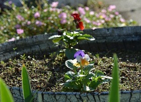 円形の花壇に薄紫色や赤色の花が植えられている写真