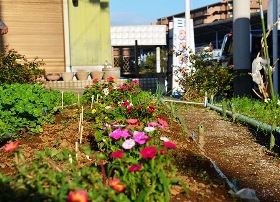 住宅付近に設置された花壇に赤色や白色などの花が植えられている写真