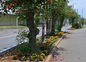 歩道脇にある街路樹の根本で花が咲いている写真