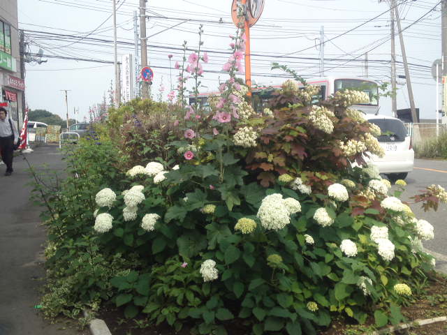 歩道と車道の間にある花壇に白色やピンク色の花が咲いている写真