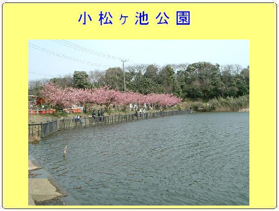 奥に桜の花が咲いていて人々が池を眺めている小松ヶ池公園の写真