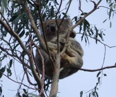 木の上で休んでいるコアラの写真