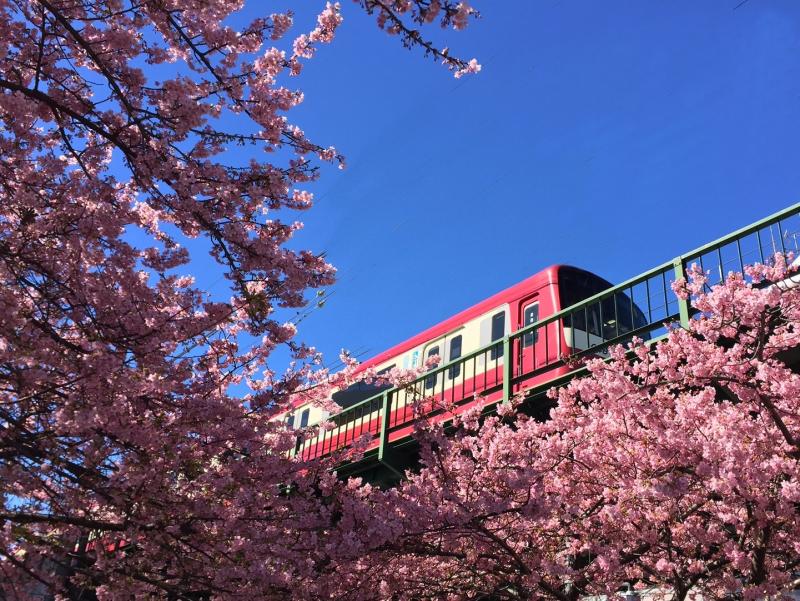 青空の下、満開の桜の向こうに見えるピンク色の列車の写真