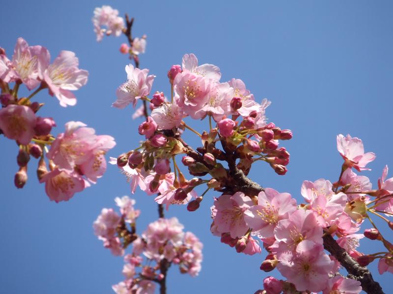 青空をバックに花を咲かせている河津桜の枝の写真