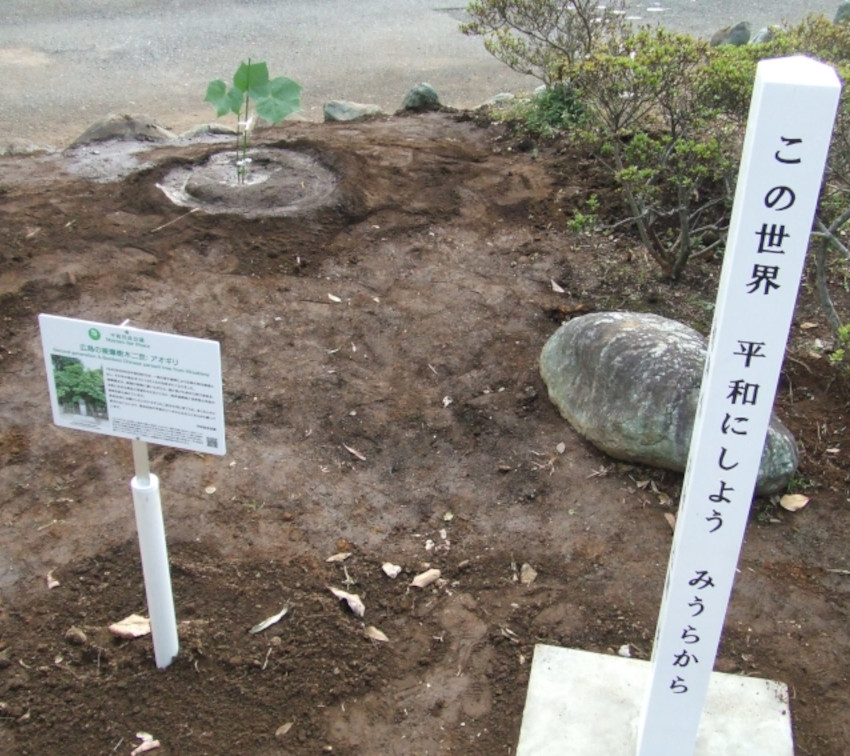平成26年植樹時のアオギリと木柱碑