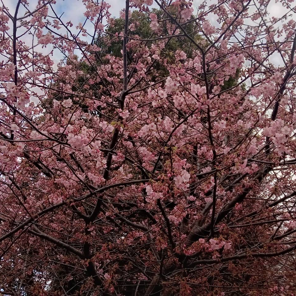 桜まつり5