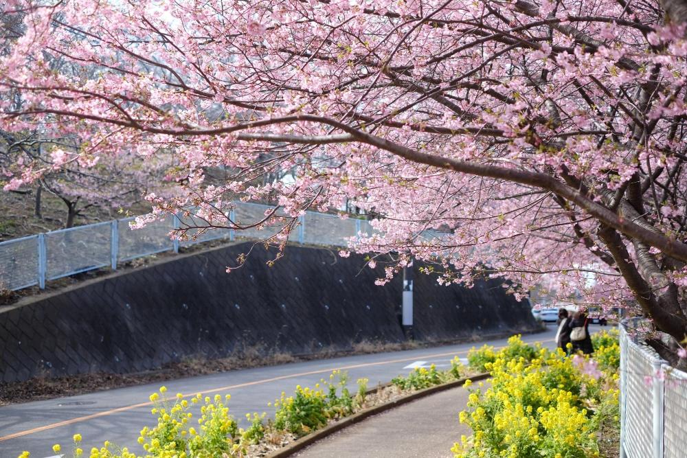 桜まつり