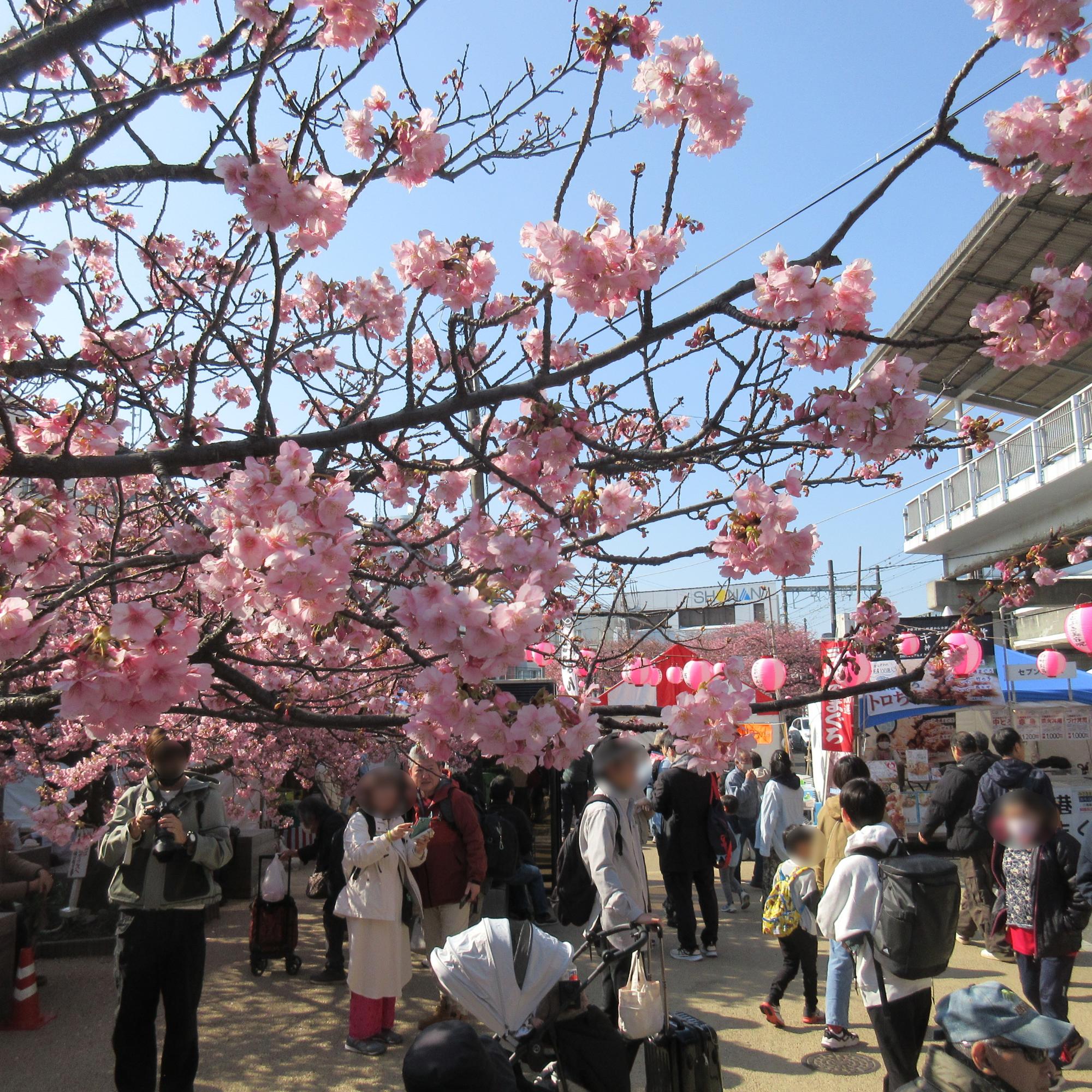 桜まつりお迎え式4