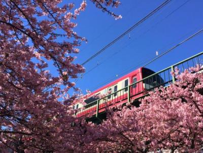 桜が満開に咲いている中を走るピンク色の電車の写真