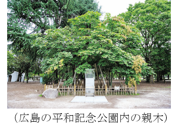 柵に囲まれて立派な木が立っている、広島の平和記念公園の親木の写真