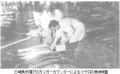 並べられたマグロの放射線検査を行っている作業員の白黒写真