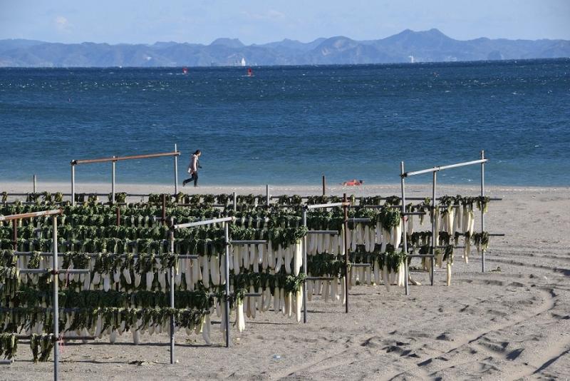 砂浜の海岸でたくさんの大根が吊るされて干されている写真