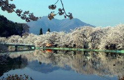 山を背景に満開に咲いている桜並木の景色が川面に反射している写真