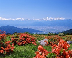 高原に赤い花が咲いていて、奥には山々と市街地が覗く景色の写真
