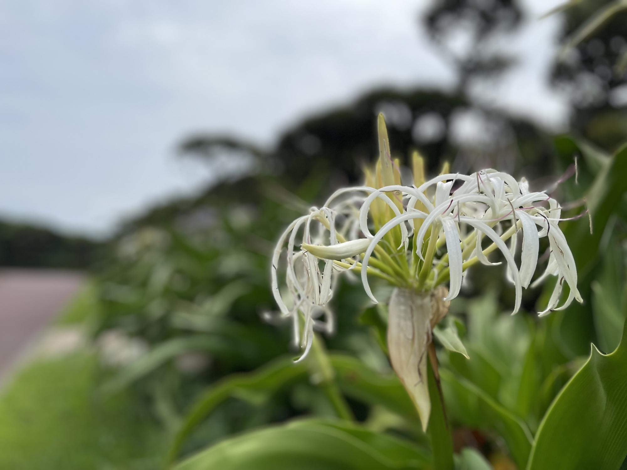 太い花茎の先に細く伸びるような白花を付けているはまゆうの写真