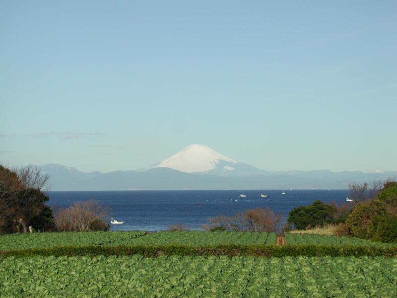 奥に富士山と海が見える青々とした畑の写真