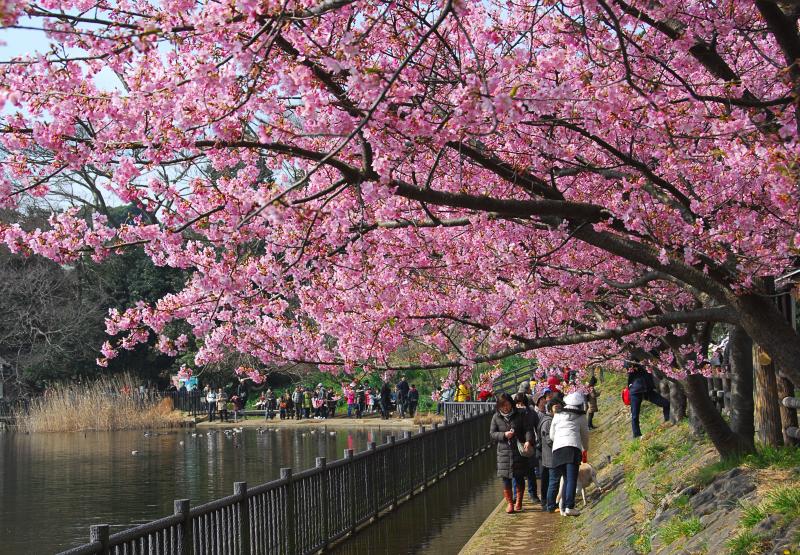 池のほとりで満開の桜並木の下を歩く人たちの写真